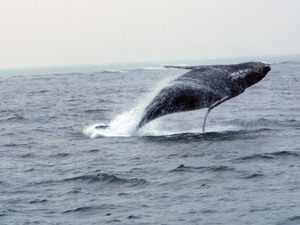 whale 20110210_010.jpg